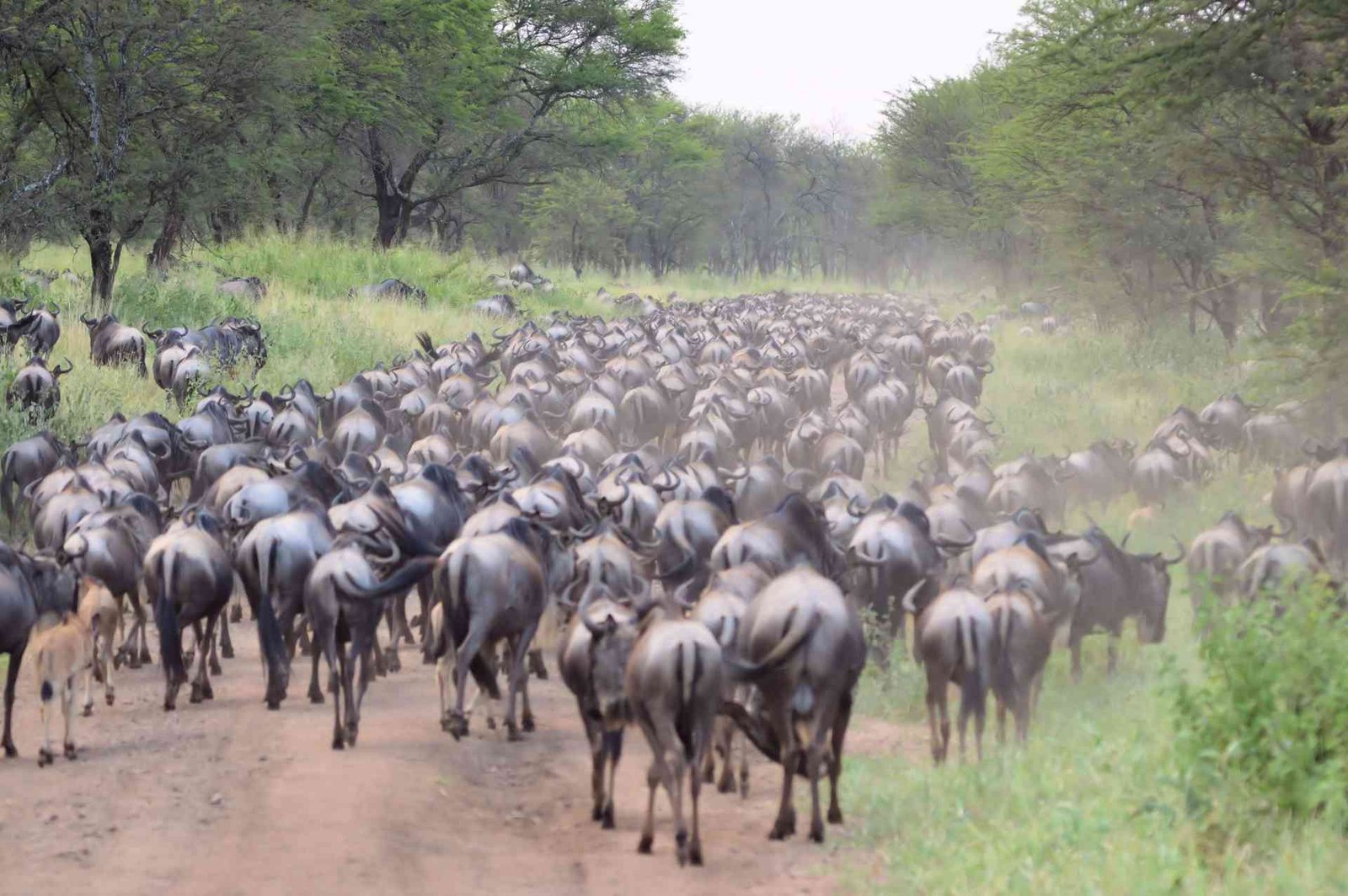 Luxury Great Migration Experience