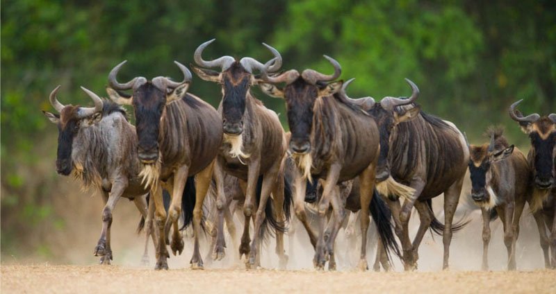 Great Migration Wildlife Safari