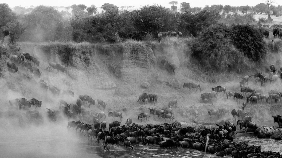 Witnessing the Great Migration