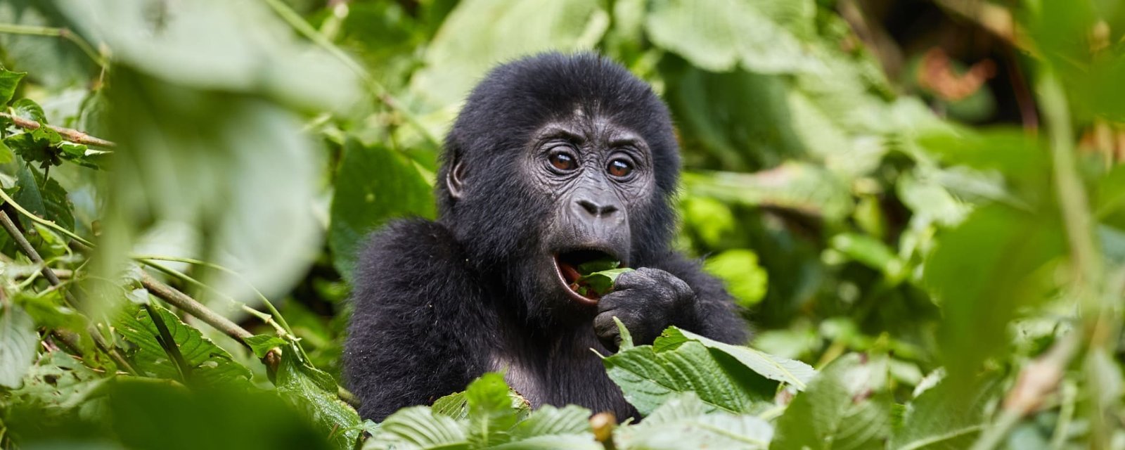 Bwindi Gorilla Trekking