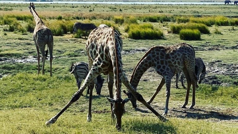 Victoria Falls and Okavango Delta Luxury Safari