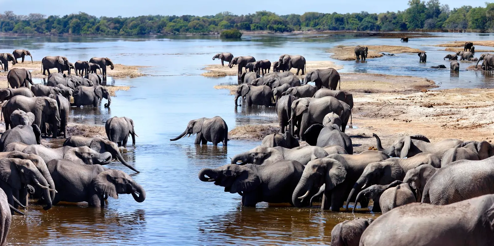 Elephants in Chobe National Park