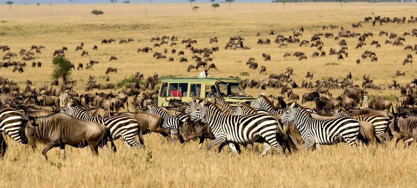 Migration Safari in the Serengeti