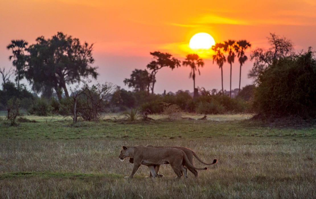 Moremi Wildlife Botswana Safari Experience