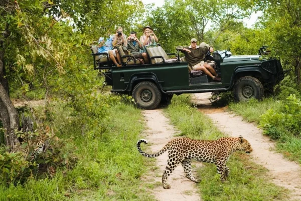 Multi‑country safari experience scene