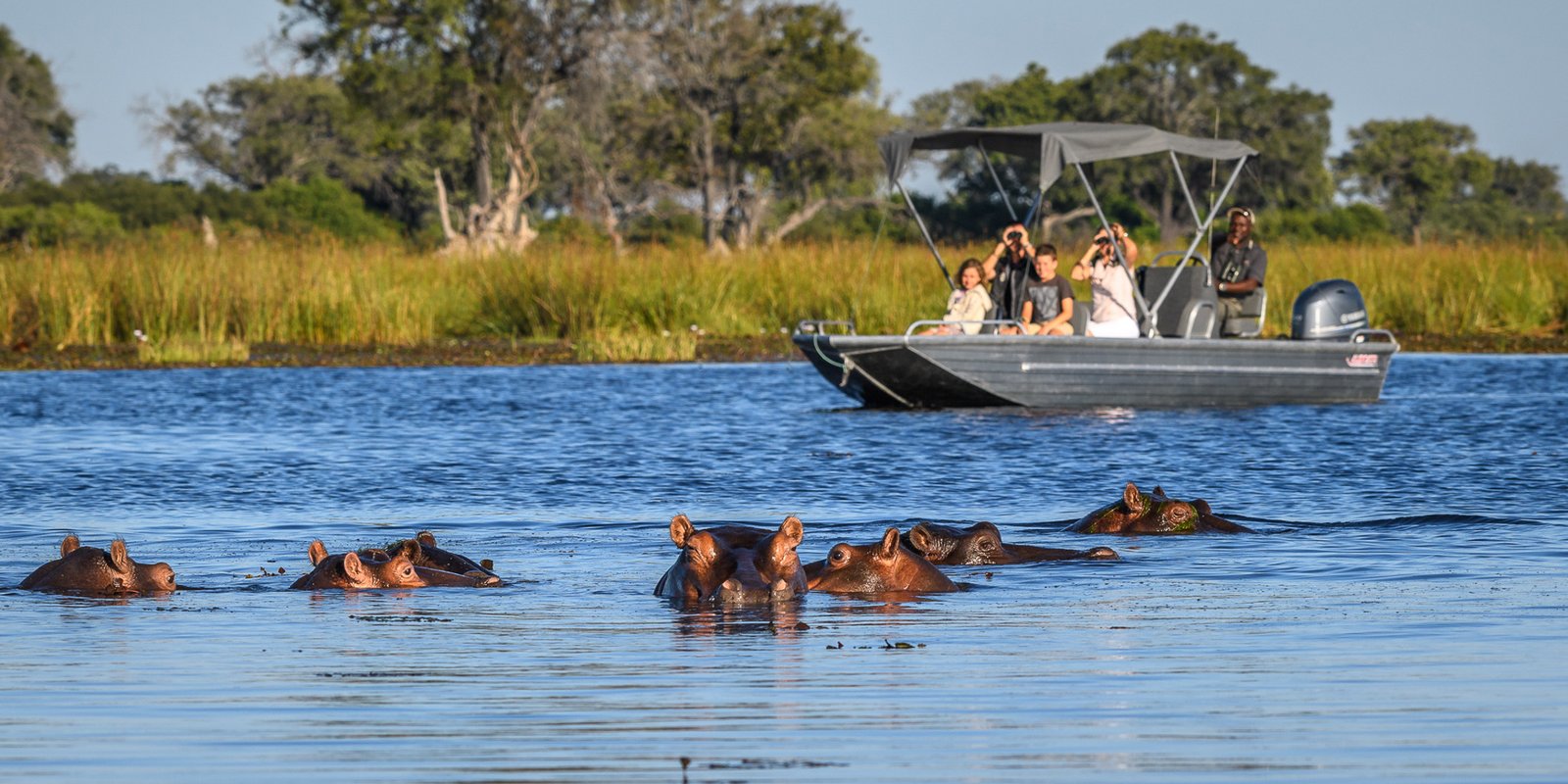 Hippo encounter in the Okavango Delta