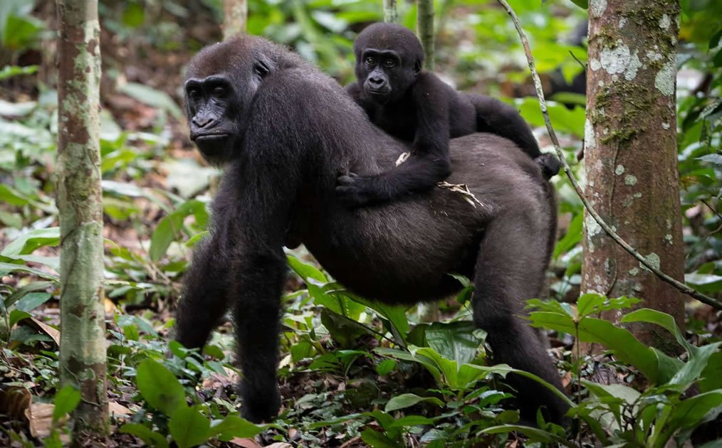 Bwindi Gorilla Safari Uganda
