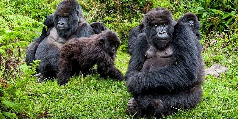 Uganda Gorilla Trekking Safari