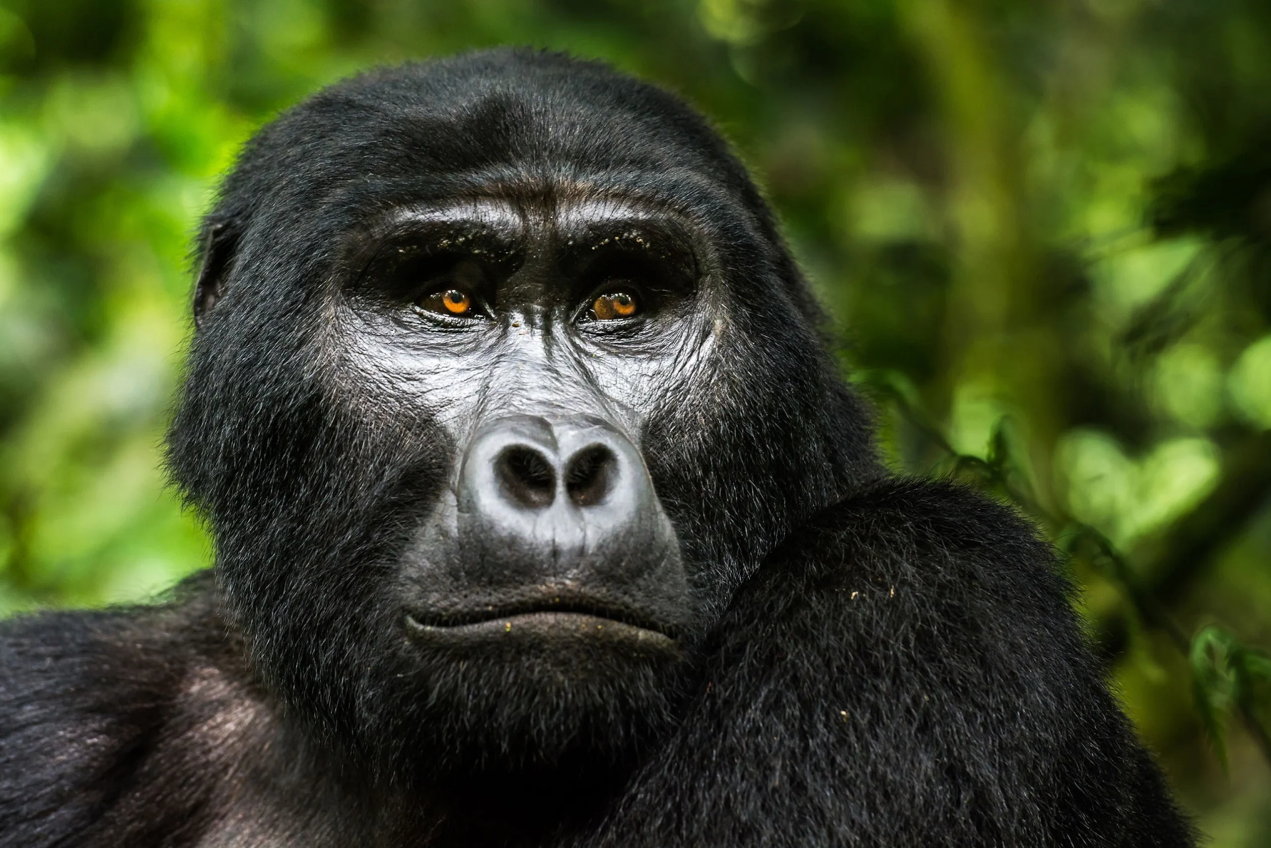 Uganda Gorilla Trekking Safari