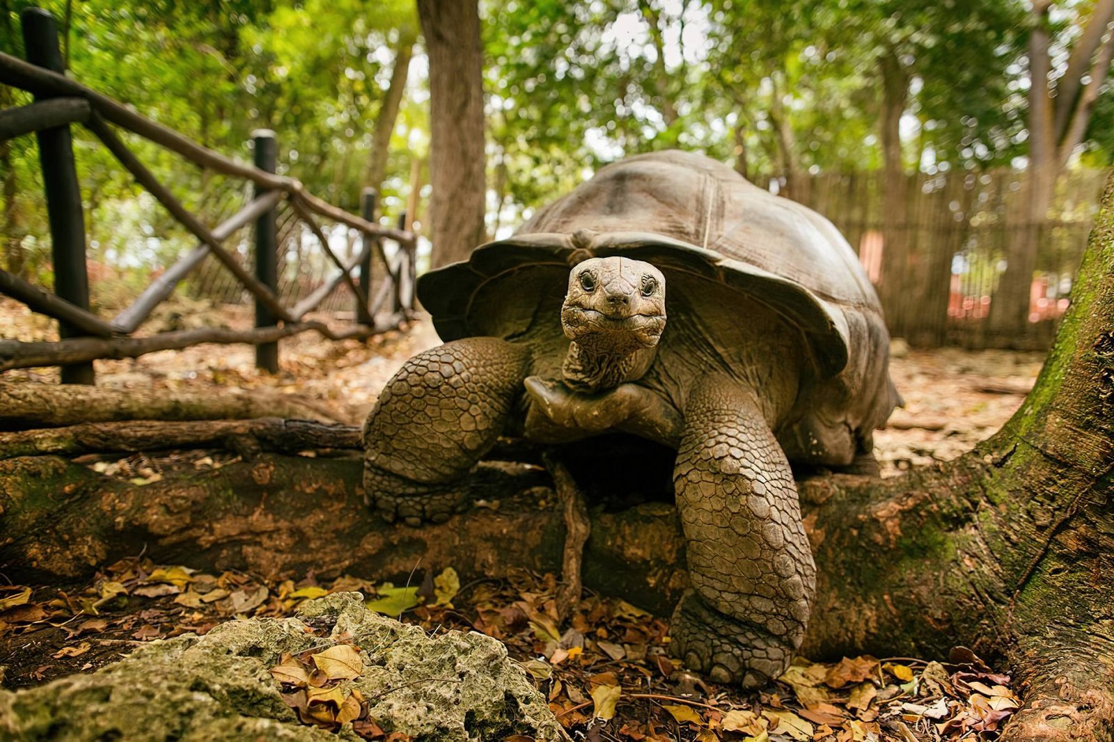 Wildlife in Zanzibar